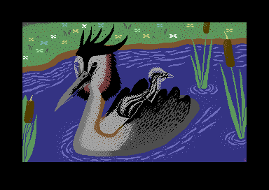 Great Crested Grebe