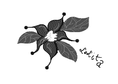 Kwiatek