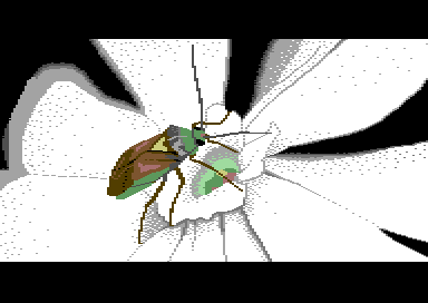 Hemiptera