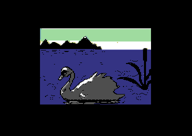 Swan
