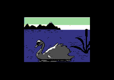 Swan