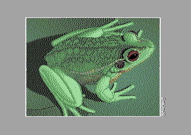 Frog