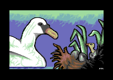 Swan