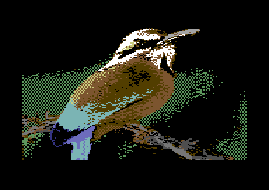Warblers - Turquoise Browed Motmot