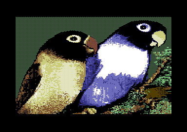 Warblers - Masked Lovebirds