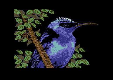 Warblers - Red-Legged Honeycreeper