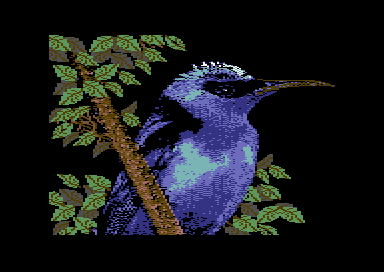 Warblers - Red-Legged Honeycreeper