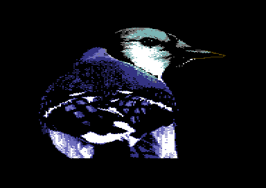 Warblers - Blue Jay
