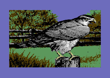 Birds of Prey - Goshawk