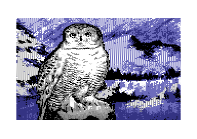 Birds of Prey - Snowy Owl
