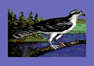 Birds of Prey - Osprey