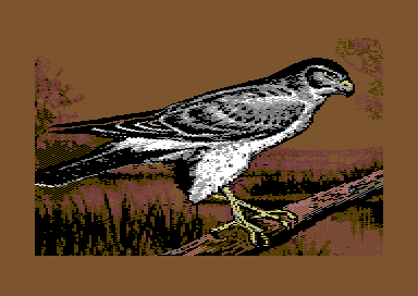Birds of Prey - Marsh Hawk