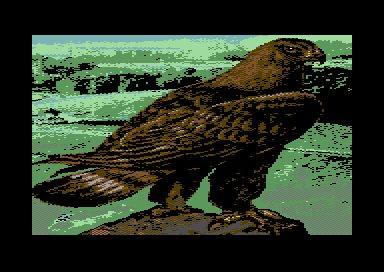 Birds of Prey - Golden Eagle