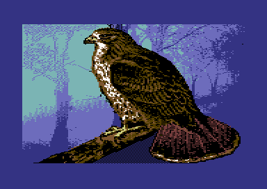 Birds of Prey - Red-Tailed Hawk