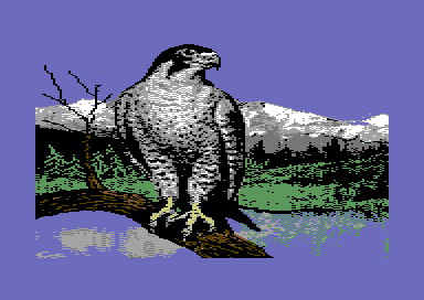 Birds of Prey - Peregrine Falcon