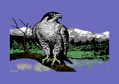 Birds of Prey - Peregrine Falcon