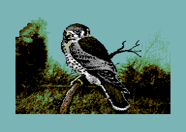 Birds of Prey - American Kestrel