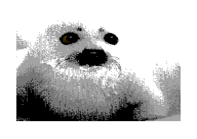 The Walt Harned Gallery - The Baby Seal