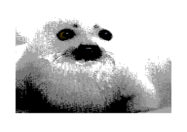 The Walt Harned Gallery - The Baby Seal