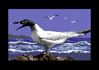 Pacific Adventure - Pretty Gulls All in a Row