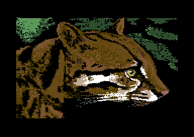 Nature's Spectrum - Ocelot