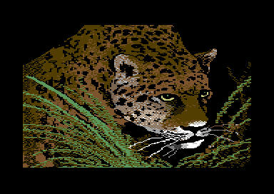 Walt's Wildlife Portraits - Jaguar