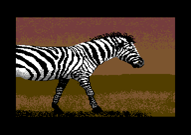 Walt's Wildlife Portraits - Zebra