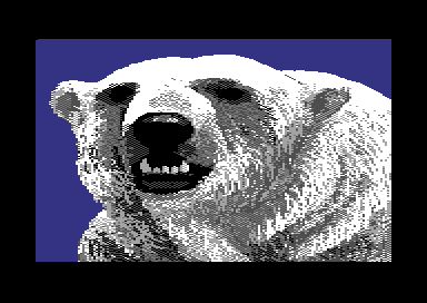 Walt's Wildlife Portraits - Polar Bear