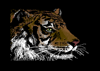 Walt's Wildlife Portraits - Tiger