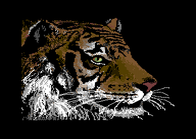 Walt's Wildlife Portraits - Tiger
